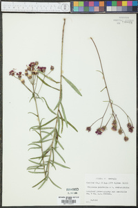 Vernonia pulchella image