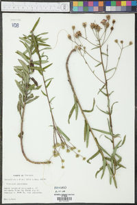 Vernonia pulchella image