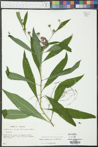 Vernonia noveboracensis image