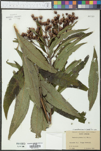 Vernonia noveboracensis image