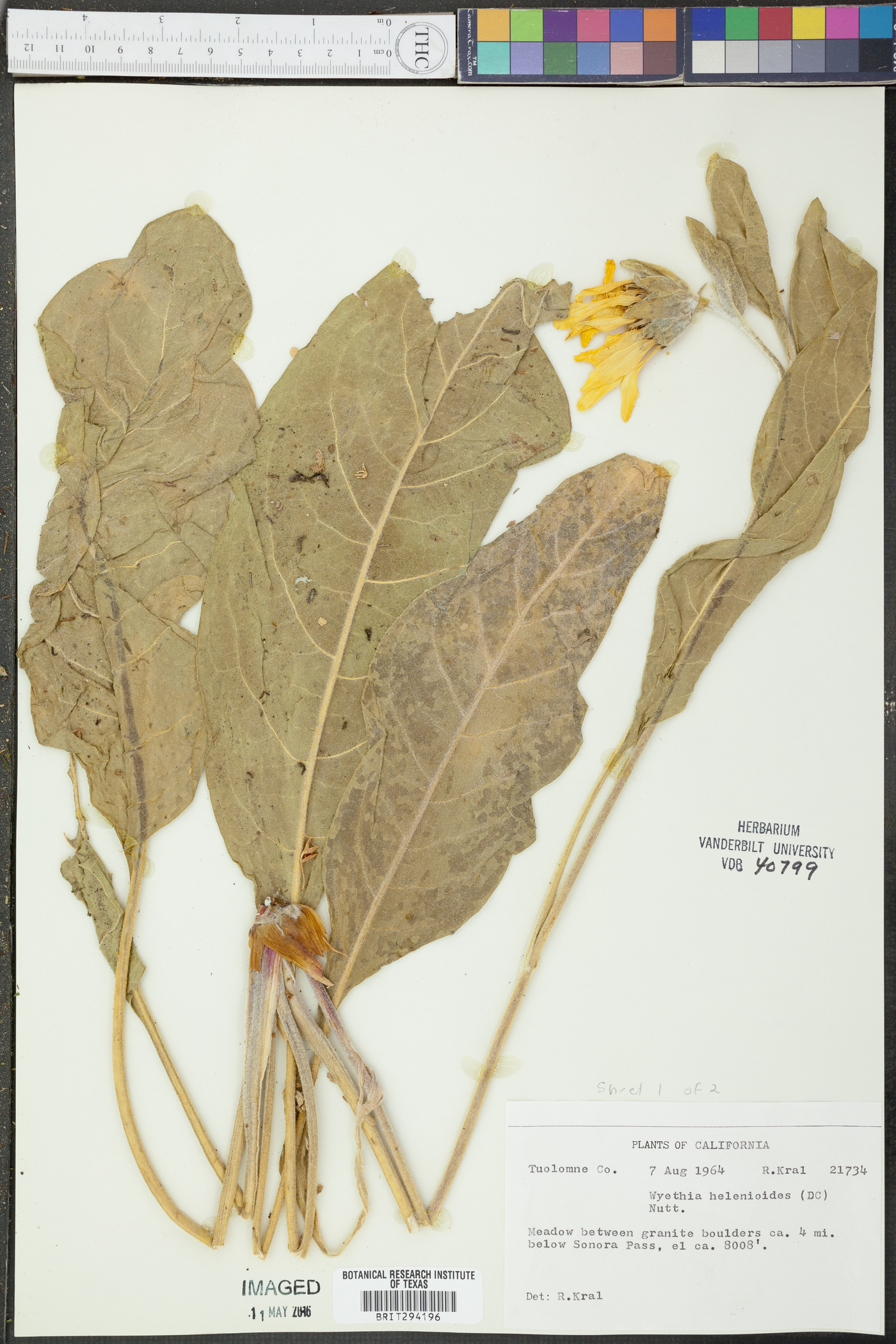 Wyethia helenioides image