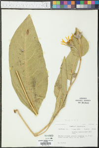 Wyethia helenioides image