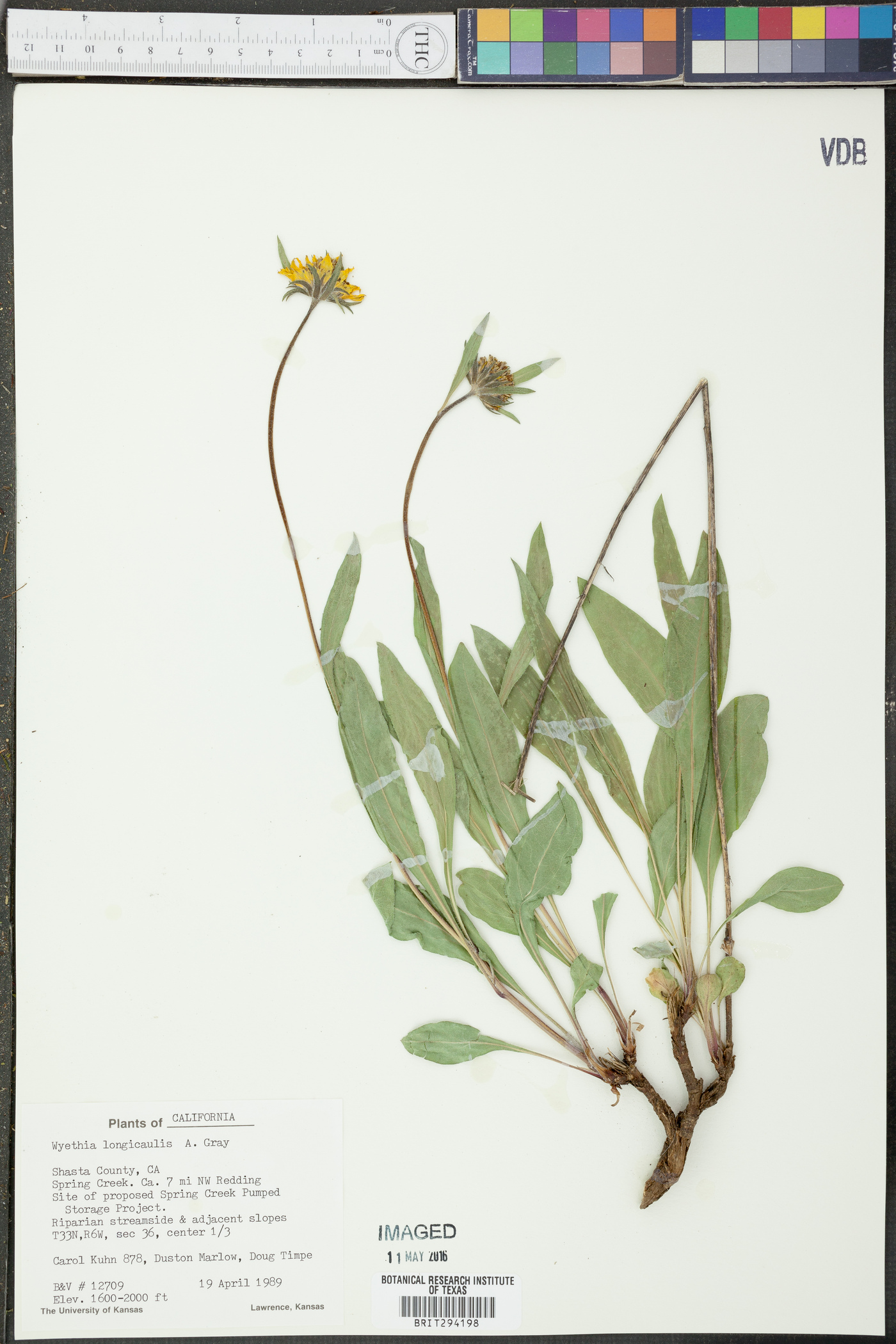 Wyethia longicaulis image