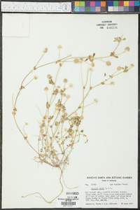 Agnorhiza ovata image