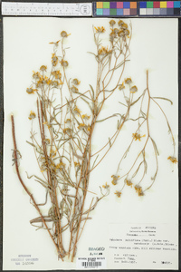 Heliomeris multiflora image