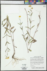 Heliomeris multiflora var. multiflora image