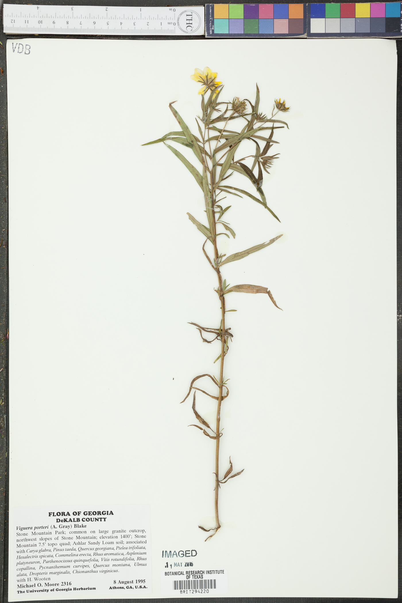 Viguiera porteri image
