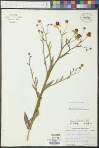 Helenium flexuosum image