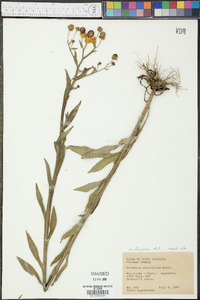 Helenium flexuosum image