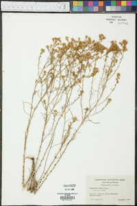 Gutierrezia microcephala image