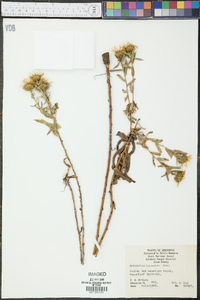 Grindelia lanceolata image