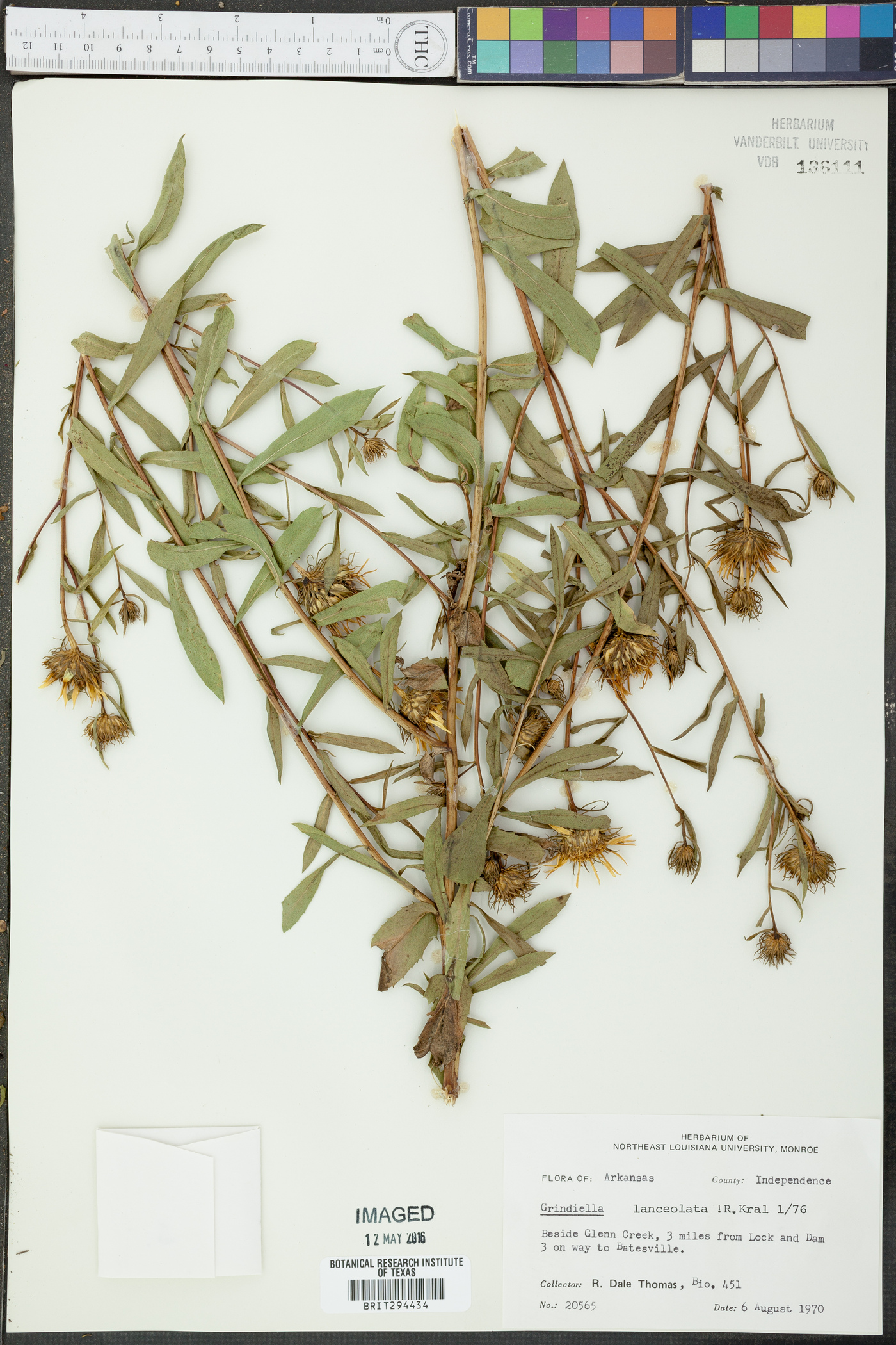 Grindelia lanceolata image