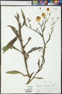 Helenium flexuosum image