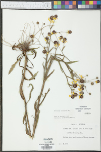 Helenium flexuosum image