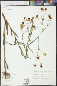 Helenium flexuosum image