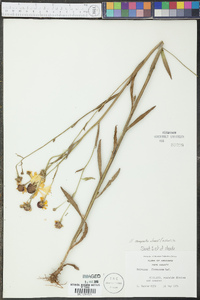 Helenium campestre image