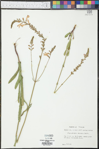 Physostegia obovata image