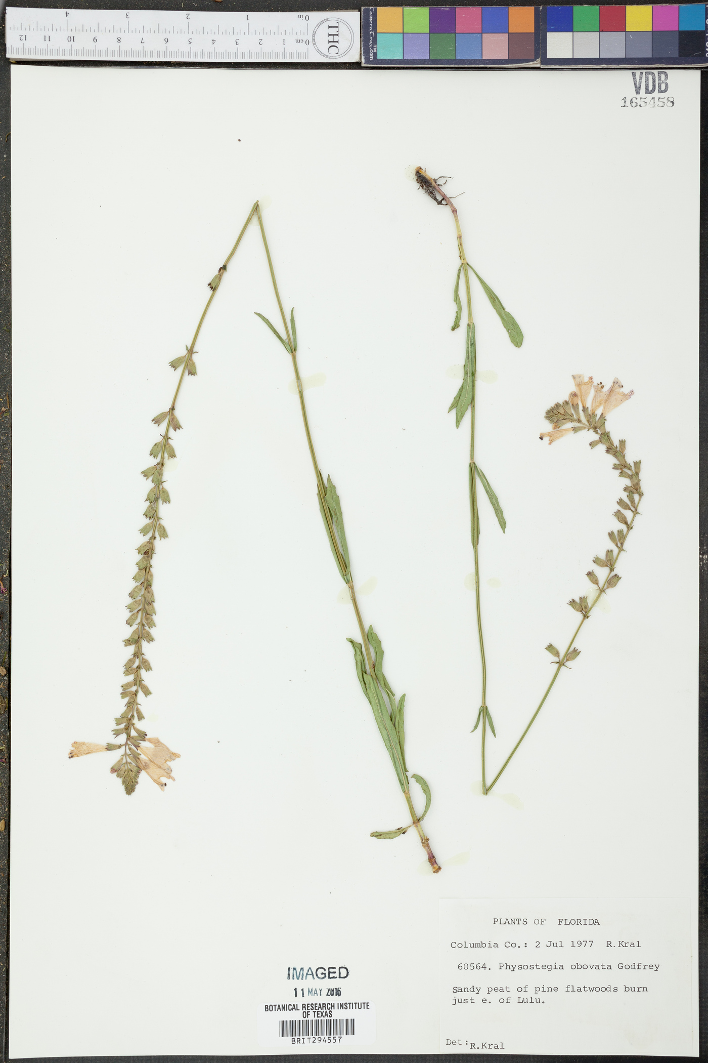 Physostegia obovata image