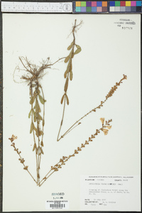 Physostegia veroniciformis image