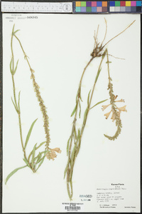 Physostegia angustifolia image