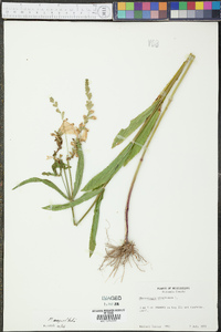 Physostegia angustifolia image