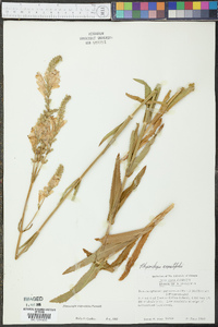 Physostegia angustifolia image