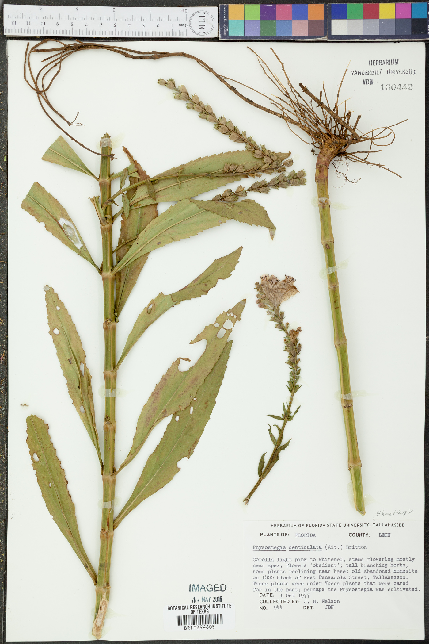 Physostegia denticulata image