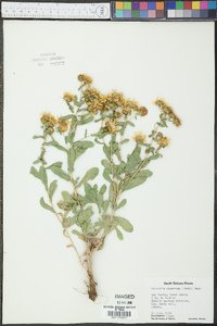 Grindelia squarrosa image