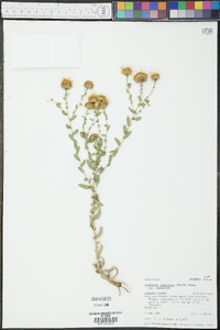 Grindelia squarrosa image