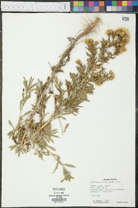 Rayjacksonia annua image