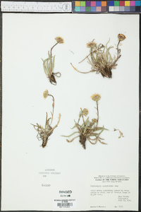 Haplopappus apargioides image