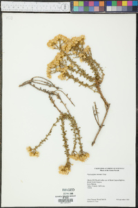 Ericameria cuneata var. cuneata image