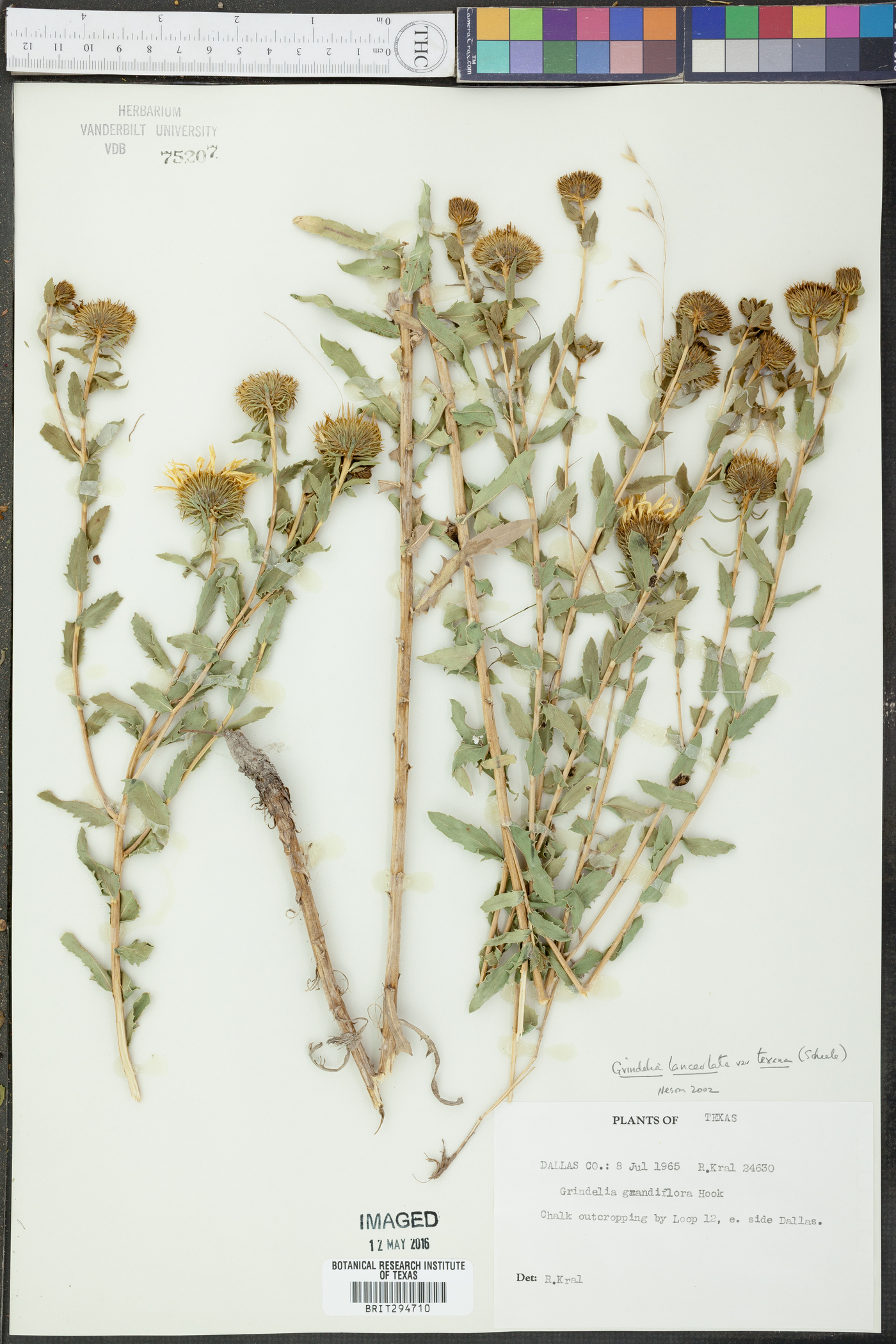 Grindelia lanceolata var. texana image