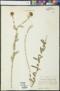 Grindelia lanceolata image