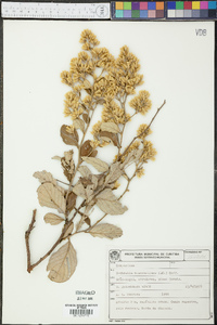 Image of Moquiniastrum blanchetianum
