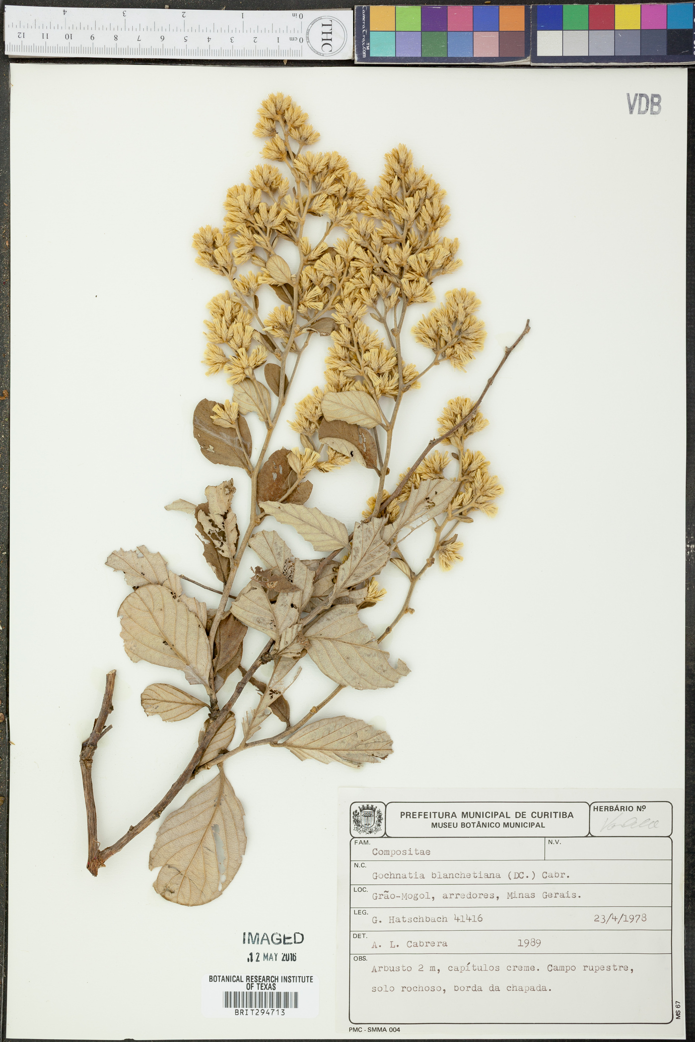 Moquiniastrum blanchetianum image