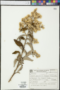 Gochnatia paniculata image