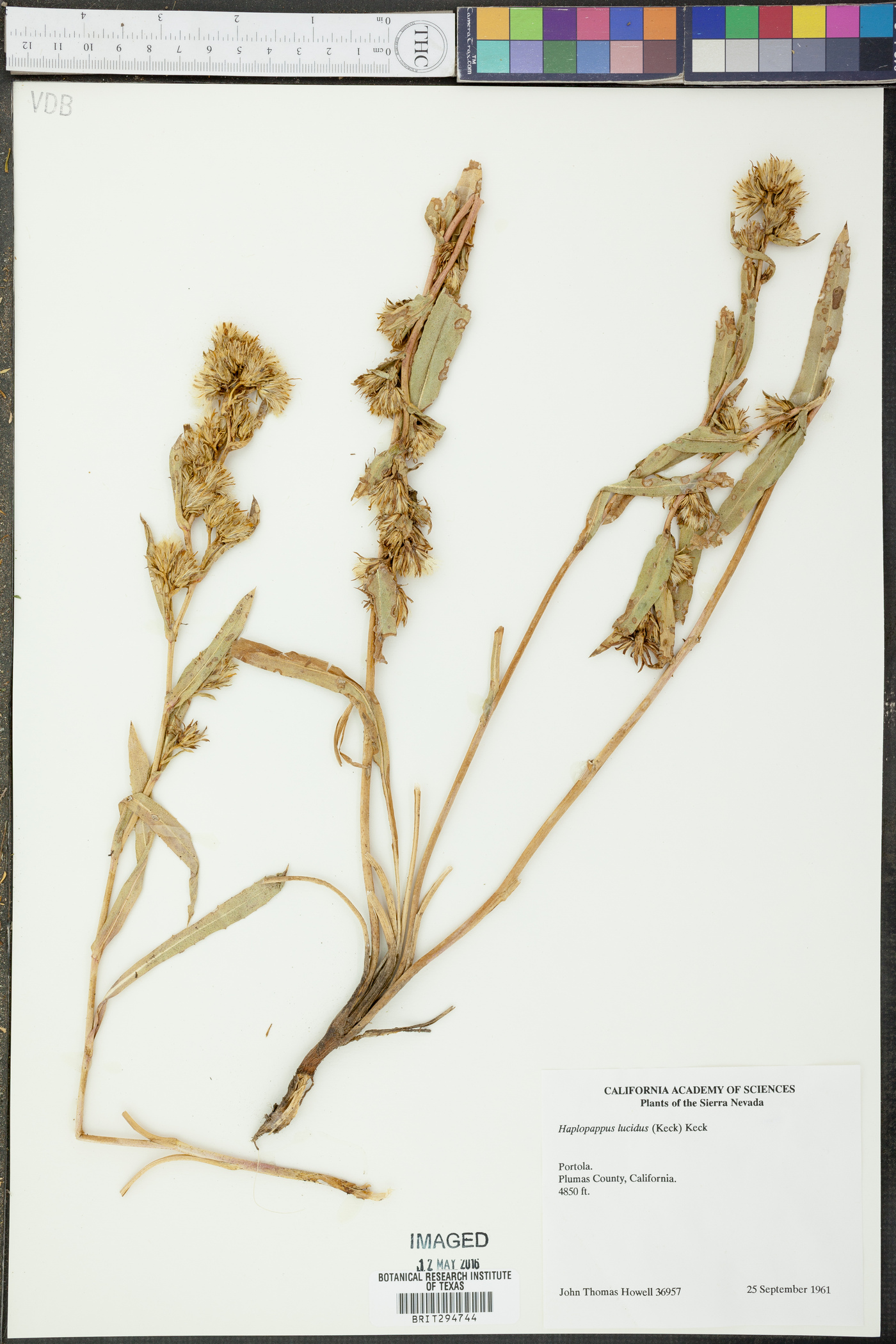 Haplopappus lucidus image