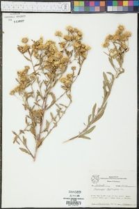 Haplopappus phyllocephalus image