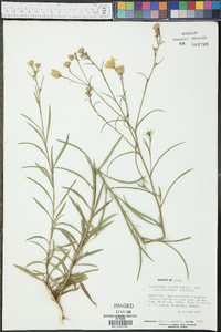 Haplopappus validus subsp. graniticus image