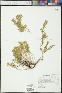 Ericameria watsonii image