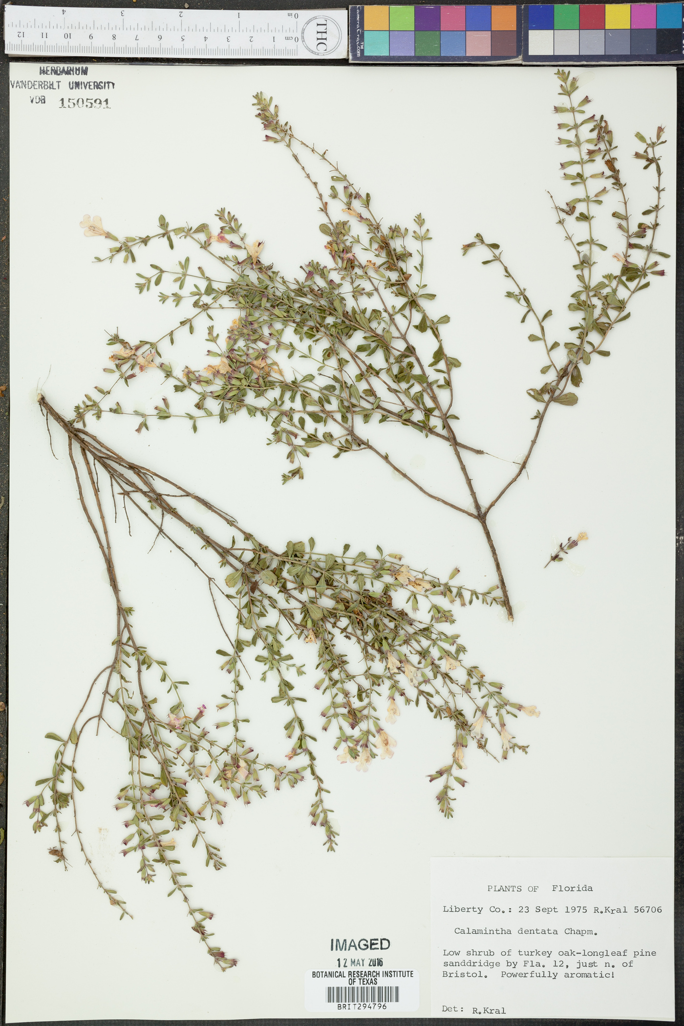 Calamintha dentata image