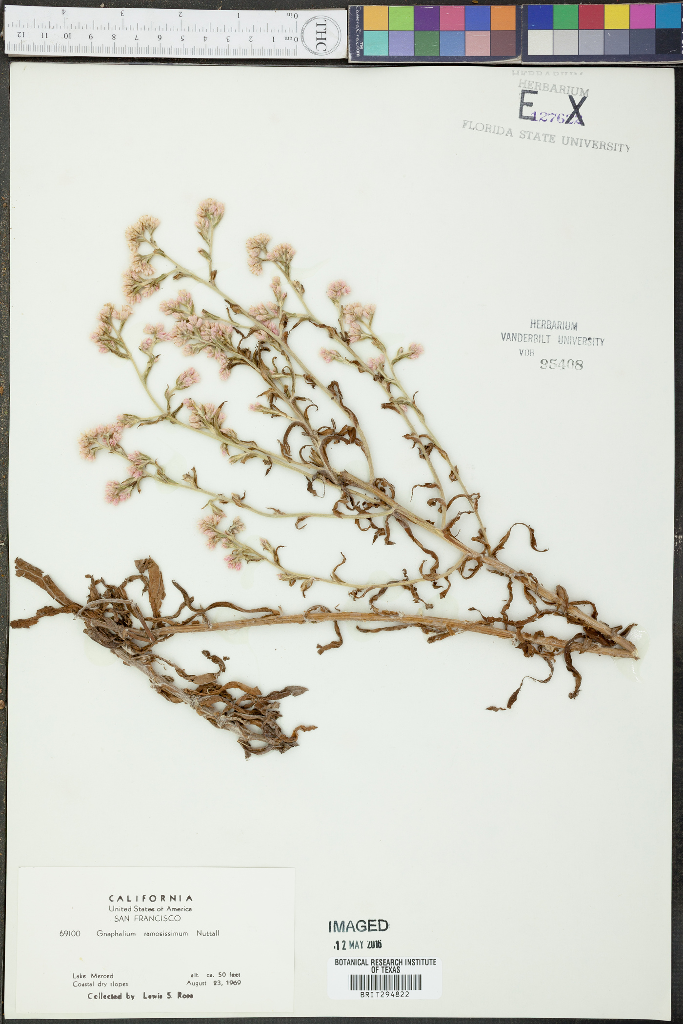 Gnaphalium ramosissimum image
