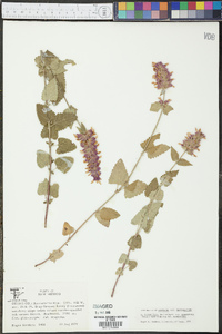 Agastache pallidiflora subsp. neomexicana image