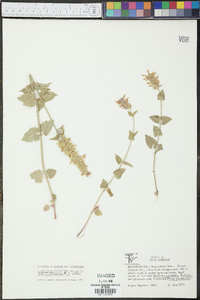 Agastache pallidiflora subsp. pallidiflora image