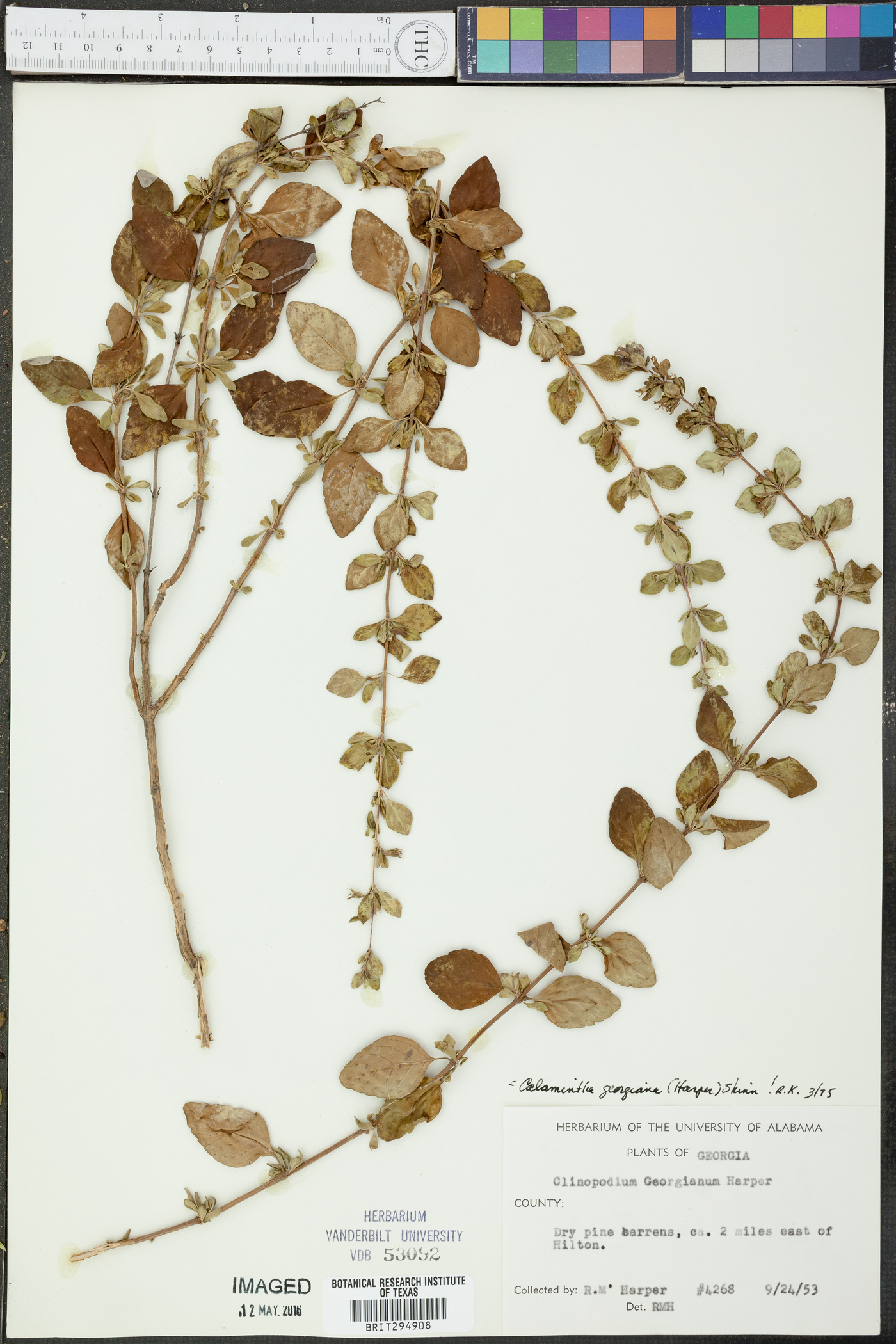 Calamintha georgiana image