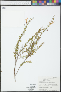 Clinopodium coccineum image