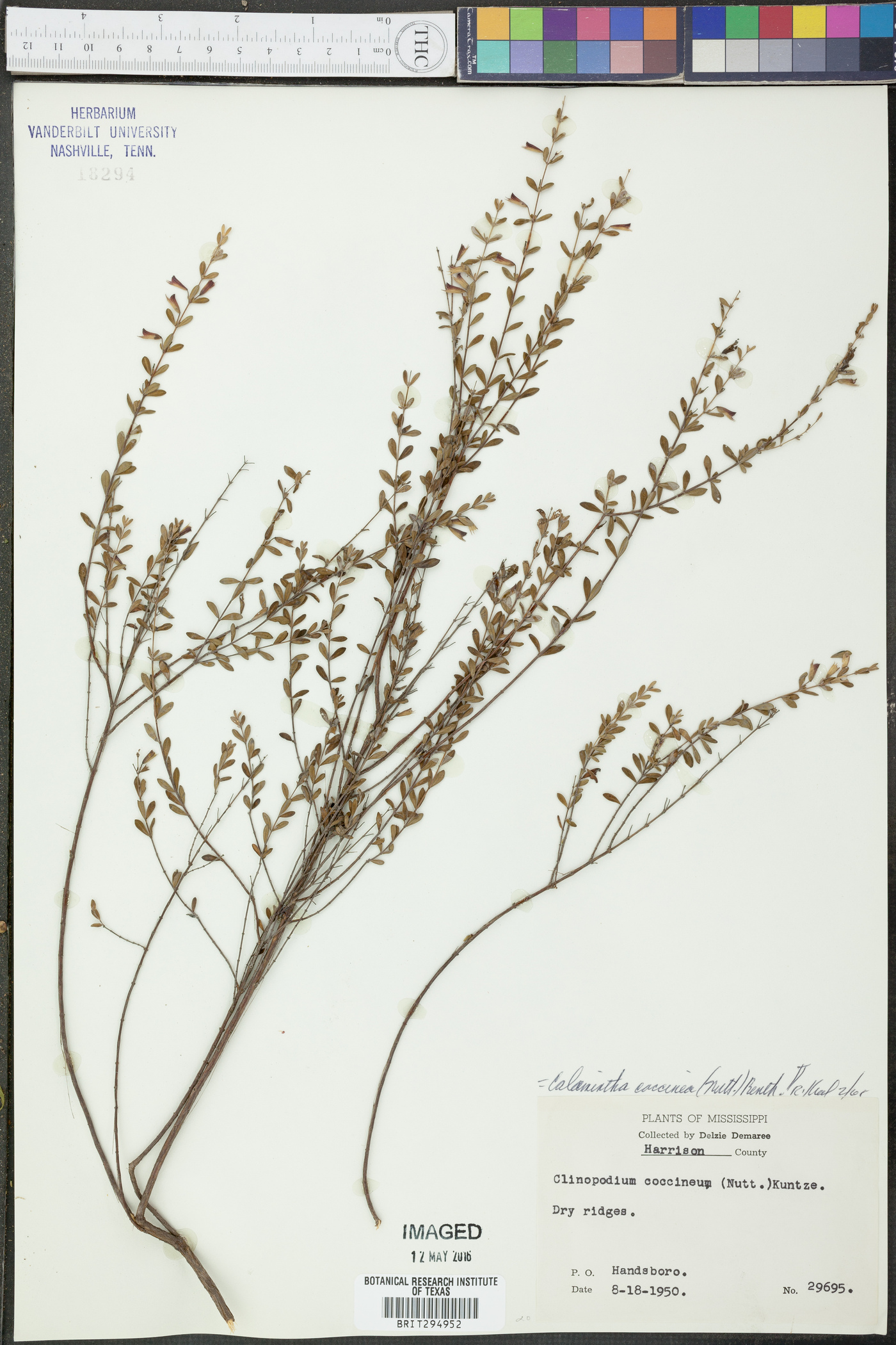 Calamintha coccinea image
