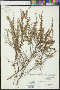 Calamintha coccinea image