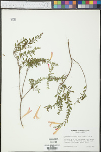 Calamintha coccinea image